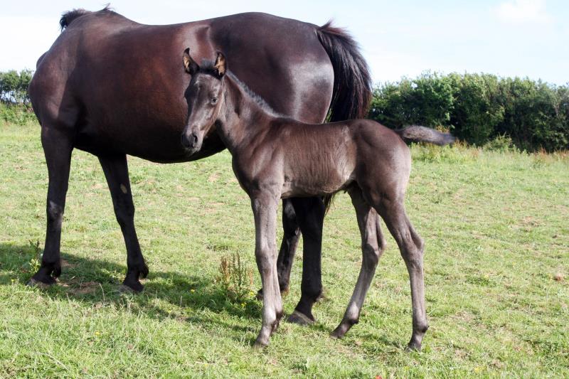 Smart Black Colt to make 16.1/2 by Filesco (Boss VDL x Phin Phin x Calvados) x VDL Natal x Caretino