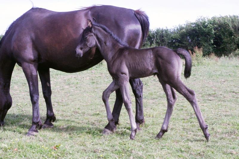 Smart Black Colt to make 16.1/2 by Filesco (Boss VDL x Phin Phin x Calvados) x VDL Natal x Caretino