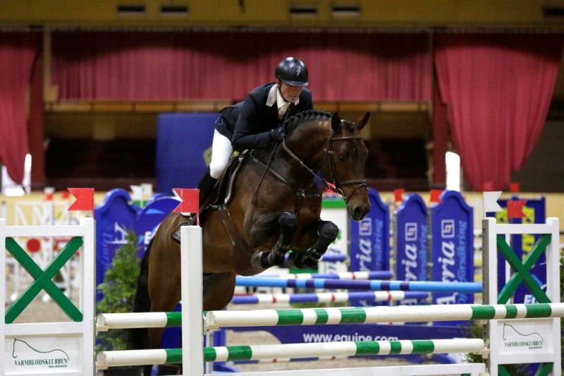 Quality blood type Yearling Showjumping | Eventing