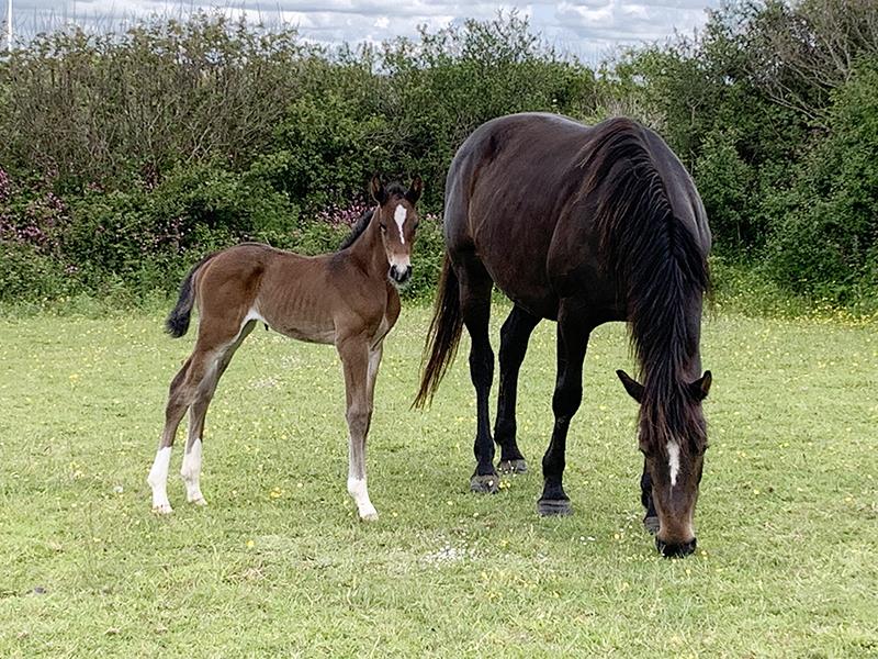 2019 Stunning filly by High Hopes Condor (Caretino x Capitol) x Ustinov x Animo x Concorde