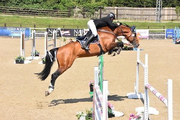 2019 Stunning filly by High Hopes Condor (Caretino x Capitol) x Ustinov x Animo x Concorde