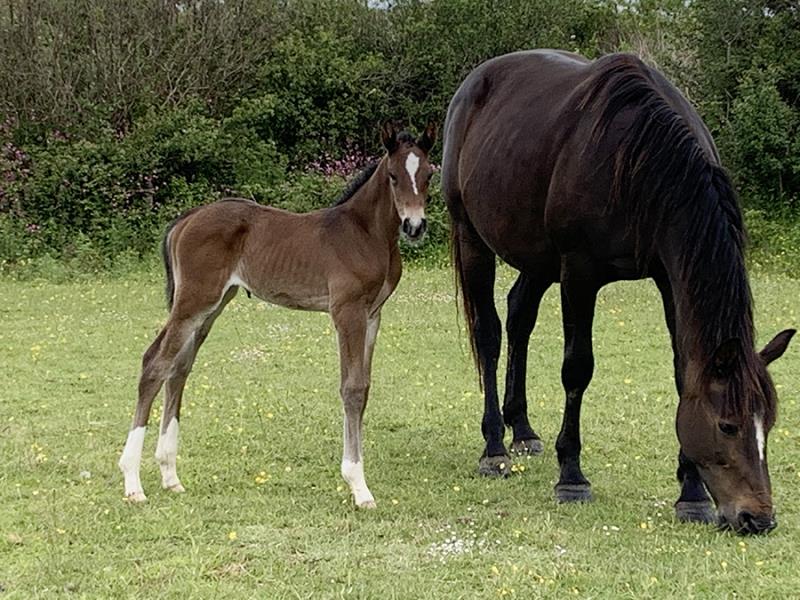 2019 Stunning filly by High Hopes Condor (Caretino x Capitol) x Ustinov x Animo x Concorde