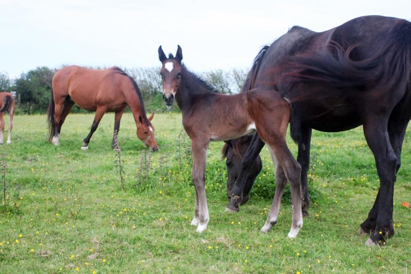 2019 Flashy Dark Bay Filly, expected to make approx 16.2hh at maturity by High Hopes Condor (Caretino x Capitol) x VDL Natal