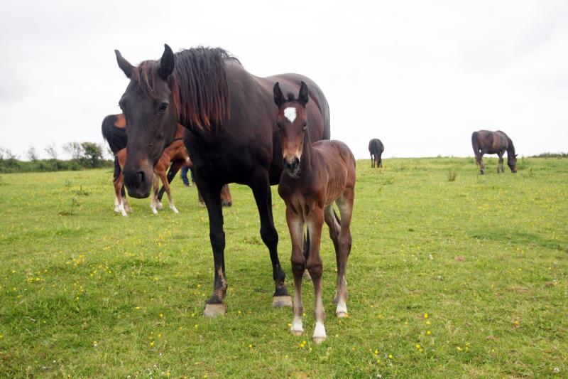 2019 Flashy Dark Bay Filly, expected to make approx 16.2hh at maturity by High Hopes Condor (Caretino x Capitol) x VDL Natal