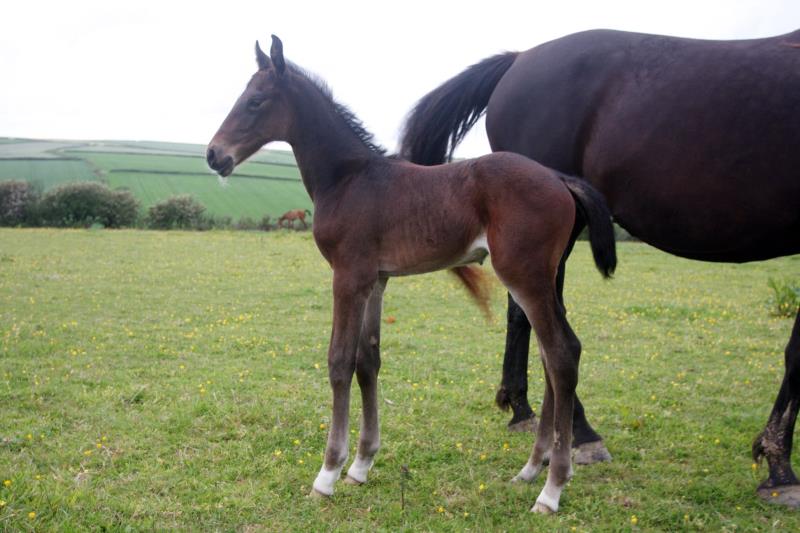 2019 Flashy Dark Bay Filly, expected to make approx 16.2hh at maturity by High Hopes Condor (Caretino x Capitol) x VDL Natal