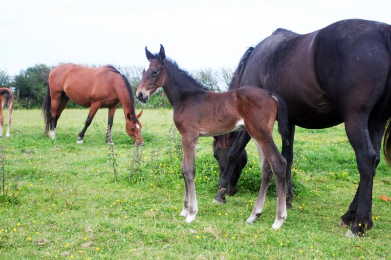 2019 Flashy Dark Bay Filly, expected to make approx 16.2hh at maturity by High Hopes Condor (Caretino x Capitol) x VDL Natal