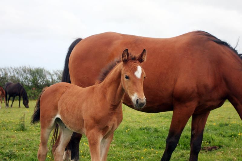 2019 Stunning Bay filly to make 16.2 by Kobaldy (Eldorado Van De Zeshoek x Quasimodo Z) x Paco (Kojak) x Hinault