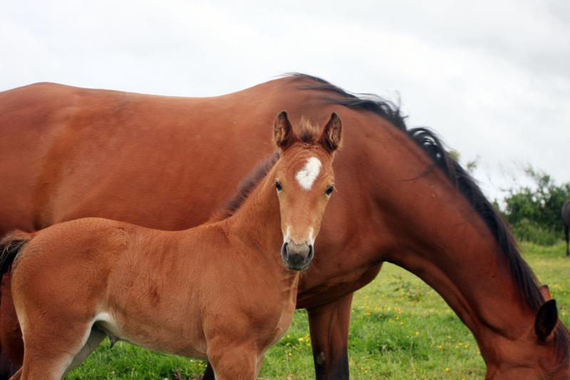 2019 Stunning Bay filly to make 16.2 by Kobaldy (Eldorado Van De Zeshoek x Quasimodo Z) x Paco (Kojak) x Hinault