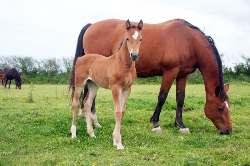 2019 Stunning Bay filly to make 16.2 by Kobaldy (Eldorado Van De Zeshoek x Quasimodo Z) x Paco (Kojak) x Hinault