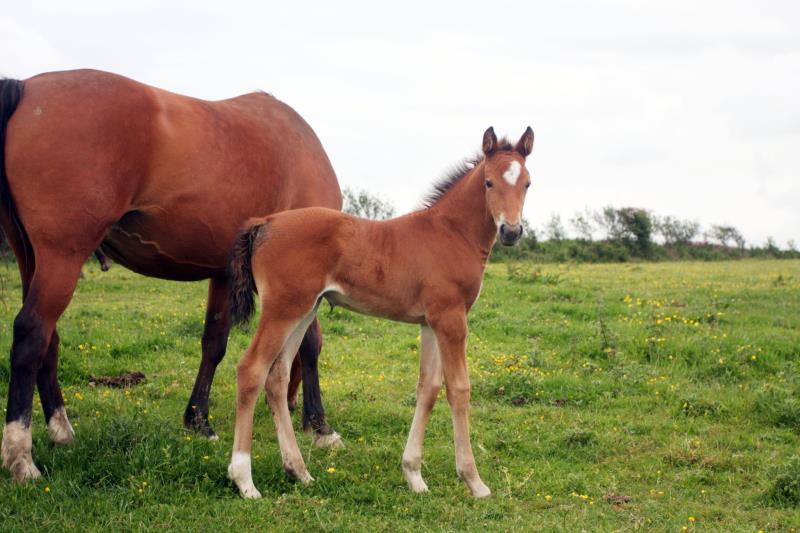 2019 Stunning Bay filly to make 16.2 by Kobaldy (Eldorado Van De Zeshoek x Quasimodo Z) x Paco (Kojak) x Hinault