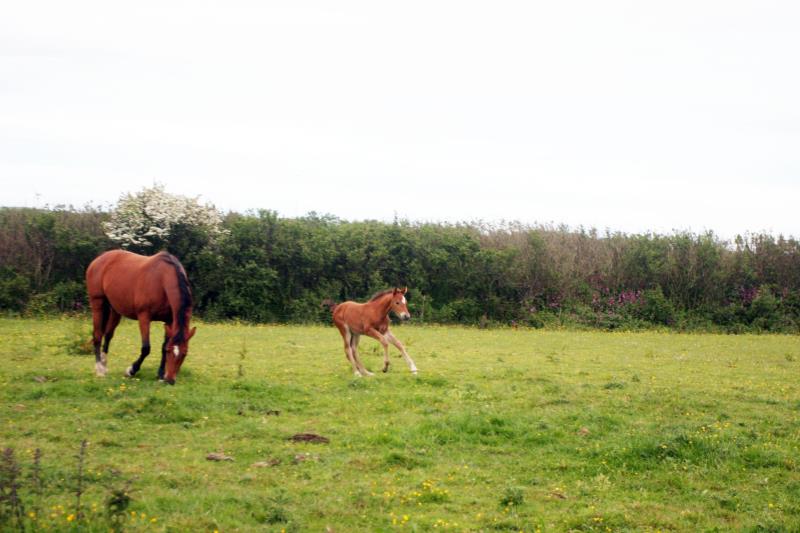 2019 Stunning Bay filly to make 16.2 by Kobaldy (Eldorado Van De Zeshoek x Quasimodo Z) x Paco (Kojak) x Hinault