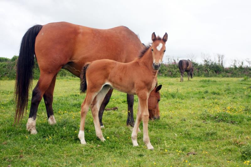 2019 Stunning Bay filly to make 16.2 by Kobaldy (Eldorado Van De Zeshoek x Quasimodo Z) x Paco (Kojak) x Hinault