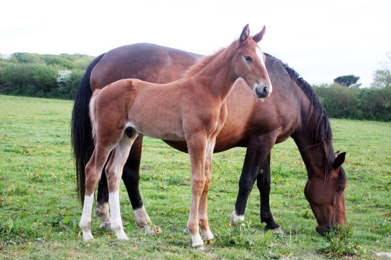 2019 Big strong chestnut colt by High Hopes Condor (Caretino x Capitol) x ZigZag (Concorde) 