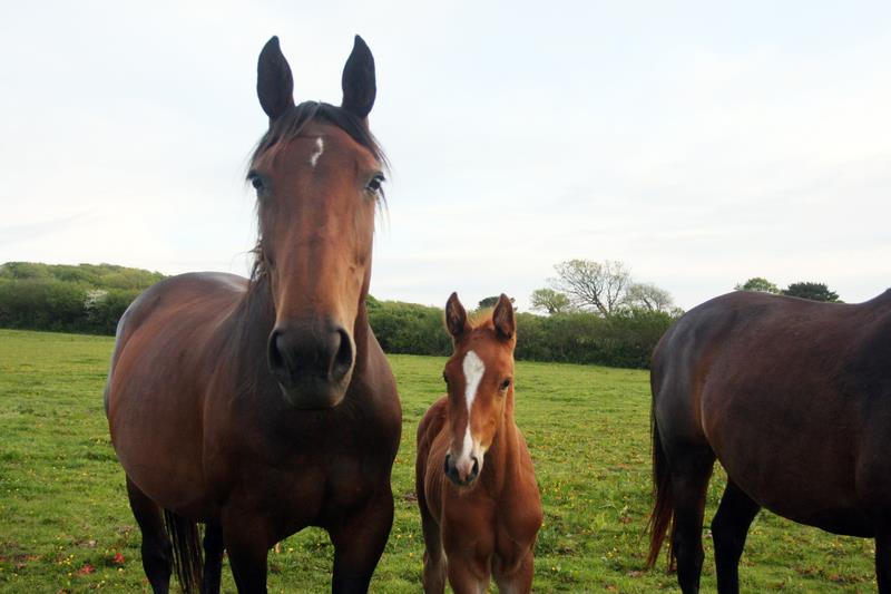 2019 Big strong chestnut colt by High Hopes Condor (Caretino x Capitol) x ZigZag (Concorde) 