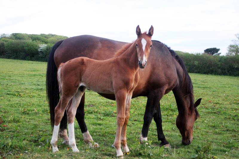 2019 Big strong chestnut colt by High Hopes Condor (Caretino x Capitol) x ZigZag (Concorde) 