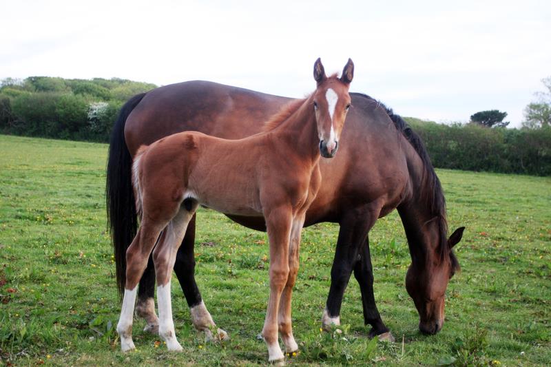 2019 Big strong chestnut colt by High Hopes Condor (Caretino x Capitol) x ZigZag (Concorde) 