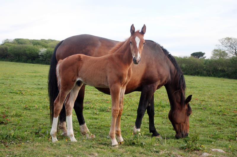 2019 Big strong chestnut colt by High Hopes Condor (Caretino x Capitol) x ZigZag (Concorde) 