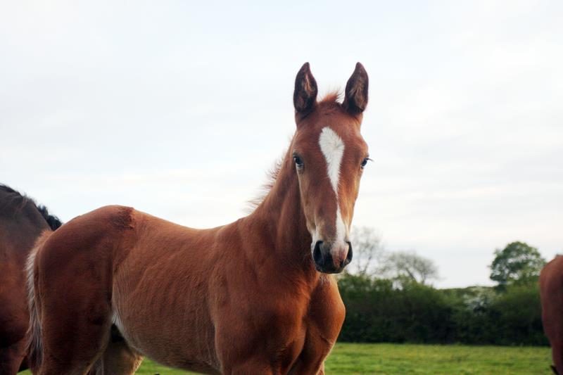 2019 Big strong chestnut colt by High Hopes Condor (Caretino x Capitol) x ZigZag (Concorde) 