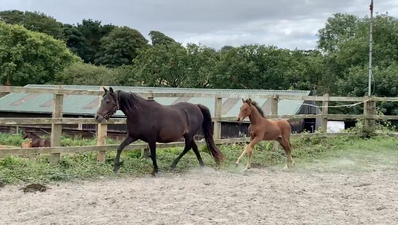 Quality 2019 Pony Colt to make a top competition pony. By a son of Eldorado Van De Zeshoek and out of a good dam who has bred some top jumpers.
