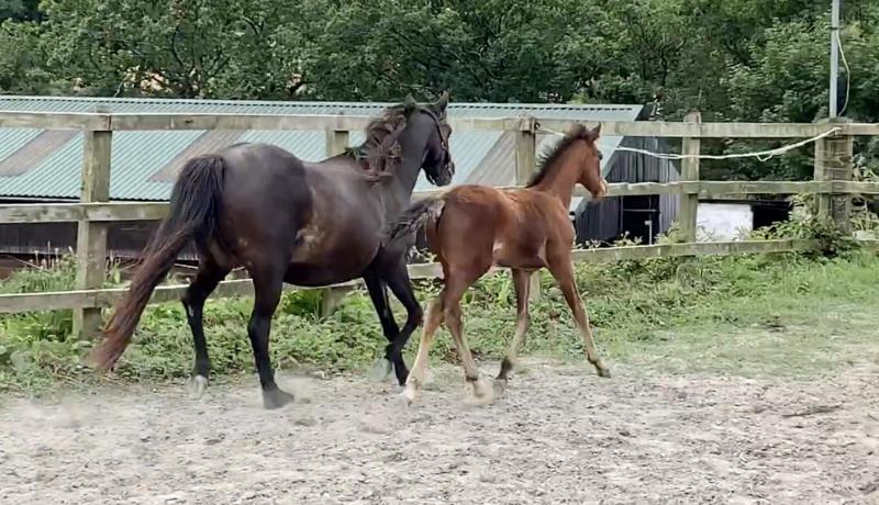 Quality 2019 Pony Colt to make a top competition pony. By a son of Eldorado Van De Zeshoek and out of a good dam who has bred some top jumpers.