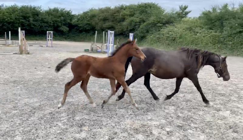 Quality 2019 Pony Colt to make a top competition pony. By a son of Eldorado Van De Zeshoek and out of a good dam who has bred some top jumpers.