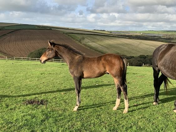 Quality yearling colt with Caretino, Capitol I, Animo, Libero H Bloodlines, ticks all the boxes