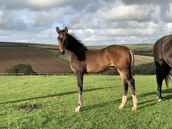 Quality yearling colt with Caretino, Capitol I, Animo, Libero H Bloodlines, ticks all the boxes