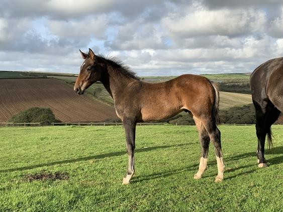 Quality yearling colt with Caretino, Capitol I, Animo, Libero H Bloodlines, ticks all the boxes