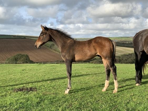 Quality yearling colt with Caretino, Capitol I, Animo, Libero H Bloodlines, ticks all the boxes