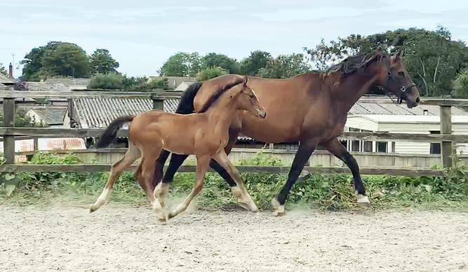 Bay Colt by Kobaldy (Eldorado Van De Zeshoek x Quasimodo Z) x Lupicor Incredibly well bred with a lot of quality and blood. 