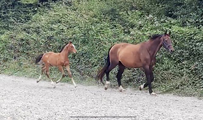 Bay Colt by Kobaldy (Eldorado Van De Zeshoek x Quasimodo Z) x Lupicor Incredibly well bred with a lot of quality and blood. 