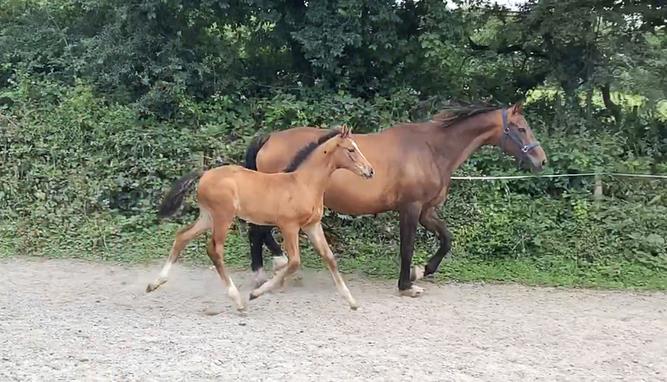 Bay Colt by Kobaldy (Eldorado Van De Zeshoek x Quasimodo Z) x Lupicor Incredibly well bred with a lot of quality and blood. 