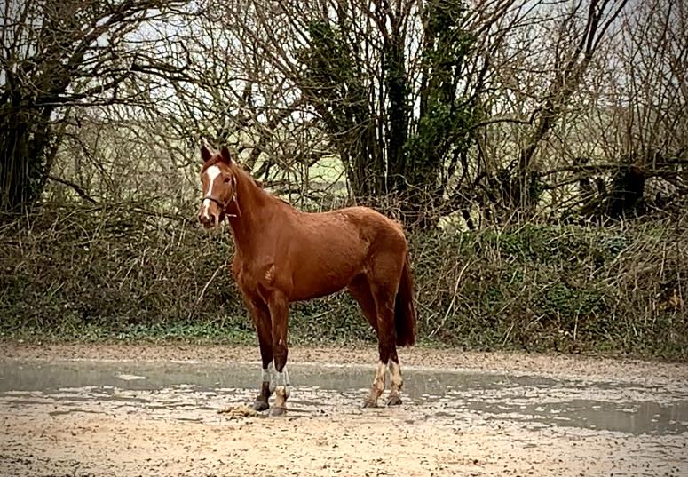 4yo by VDL Zavall x Van Gogh