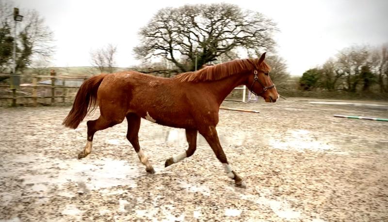 4yo by VDL Zavall x Van Gogh