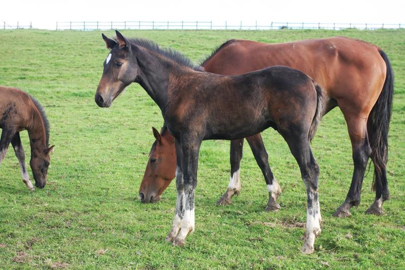 2020 Foals