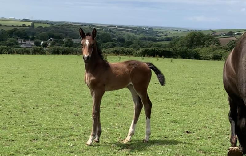 Bay Filly by Condor (Caretino x Capitol I) x Animo x Libero.