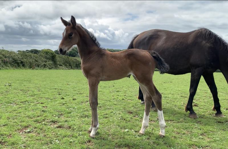 Bay Filly by Condor (Caretino x Capitol I) x Animo x Libero.