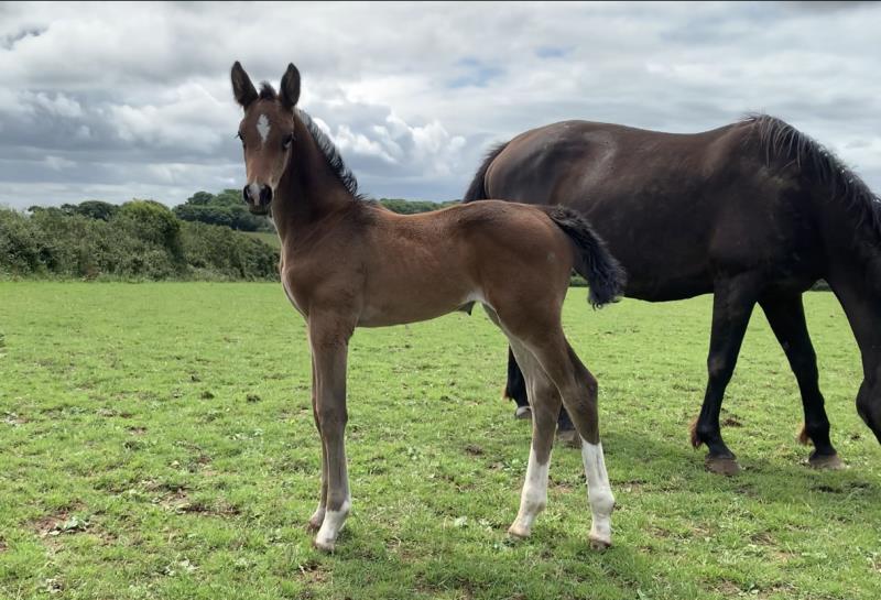 Bay Filly by Condor (Caretino x Capitol I) x Animo x Libero.