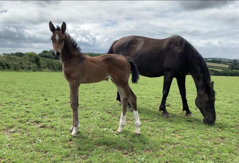 Bay Filly by Condor (Caretino x Capitol I) x Animo x Libero.