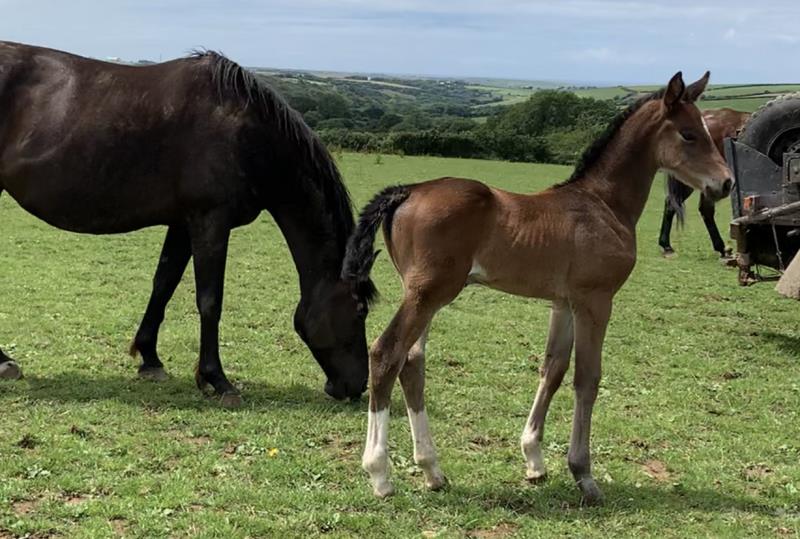 Bay Filly by Condor (Caretino x Capitol I) x Animo x Libero.