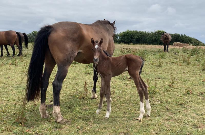 Bay Colt by Condor (Caretino x Capitol I) x Lupicor x Sit this one out