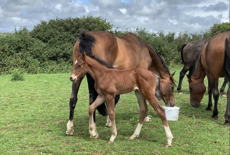 Bay Colt by Condor (Caretino x Capitol I) x Lupicor x Sit this one out