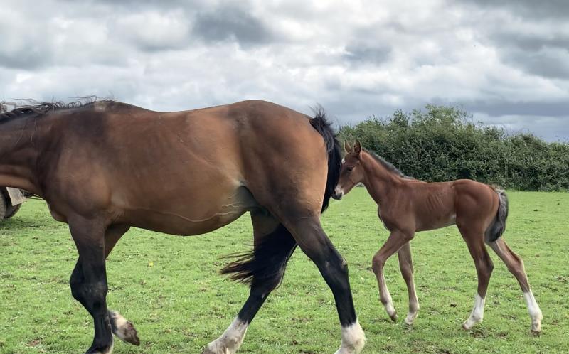 Bay Colt by Condor (Caretino x Capitol I) x Lupicor x Sit this one out