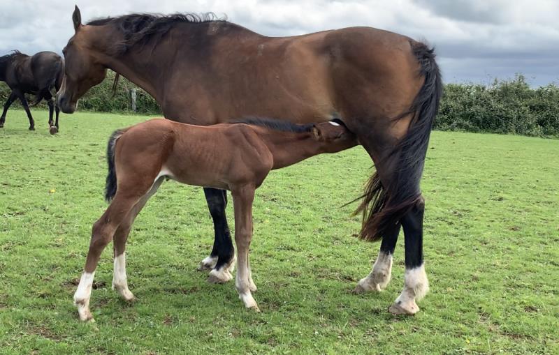 Bay Colt by Condor (Caretino x Capitol I) x Lupicor x Sit this one out