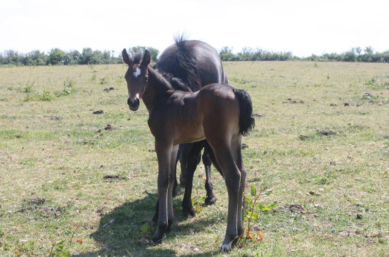 Future pony star