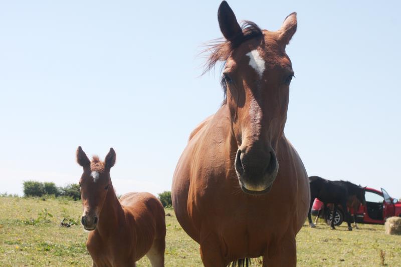 Super Chestnut Filly out of one of my favourite mares.by Condor (Caretino x Capitol I) x Paco (Kojak) x Hinault