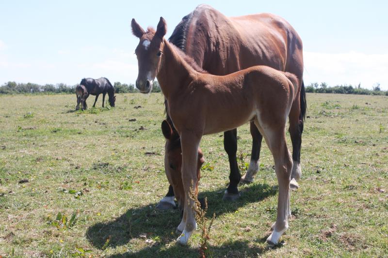 Super Chestnut Filly out of one of my favourite mares.by Condor (Caretino x Capitol I) x Paco (Kojak) x Hinault