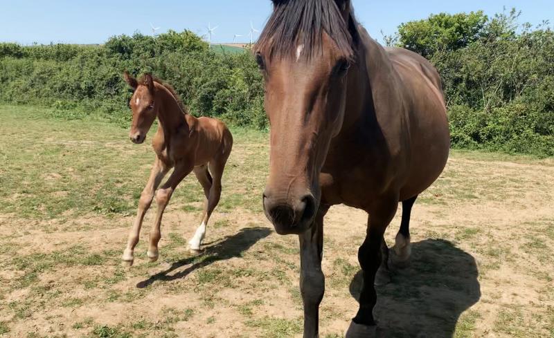 Foal by Condor (Caretino x Capitol I) x Zigzag (Concorde) x Shaab