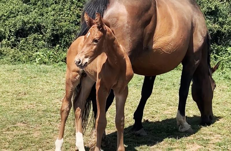 Foal by Condor (Caretino x Capitol I) x Zigzag (Concorde) x Shaab