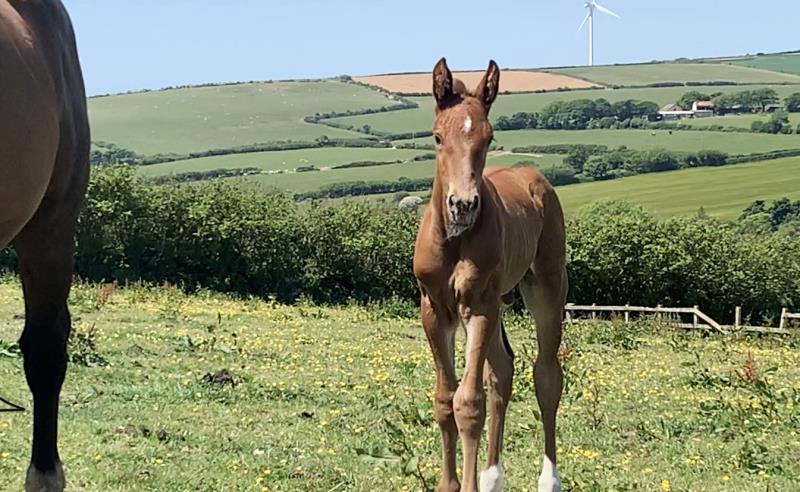 Foal by Condor (Caretino x Capitol I) x Zigzag (Concorde) x Shaab